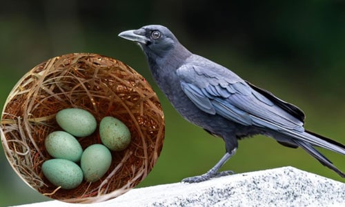 American-Crow