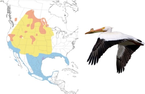 American-White-Pelican--of-White-Birds