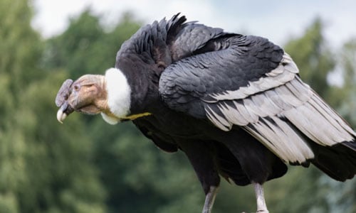 Andean-Condor