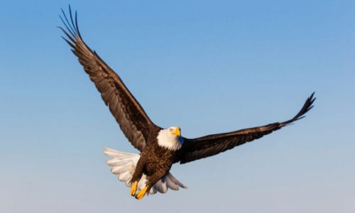 Bald-Eagle