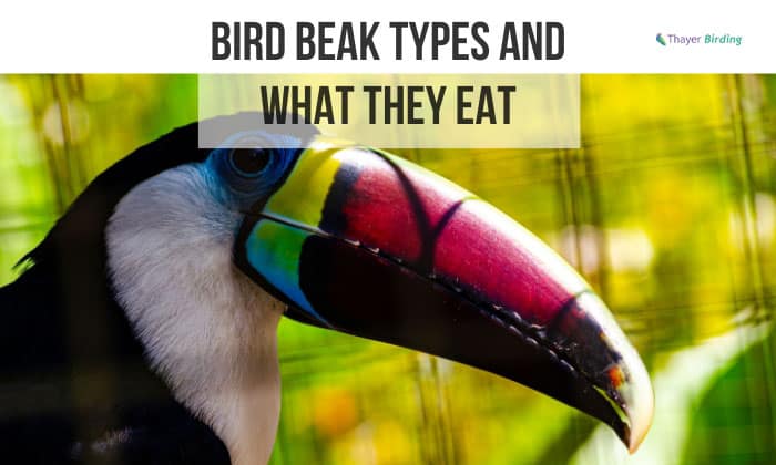 Bird Beak Types and What They Eat