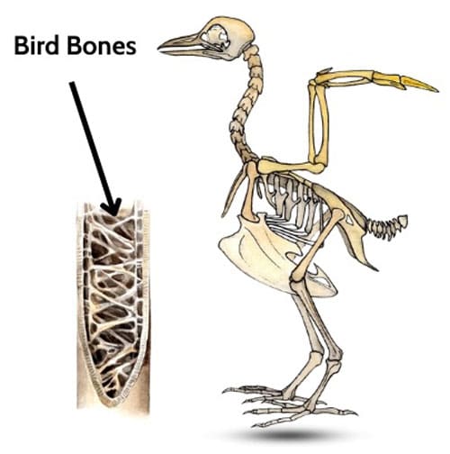 Bird-Bones