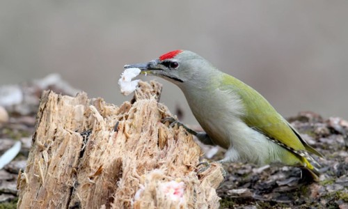 Bird-beaks-adaptations-for-feeding
