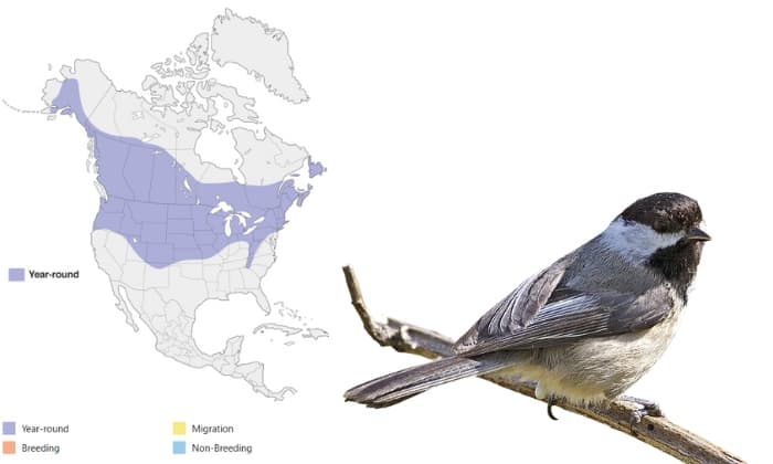 Black-Capped-Chickadee