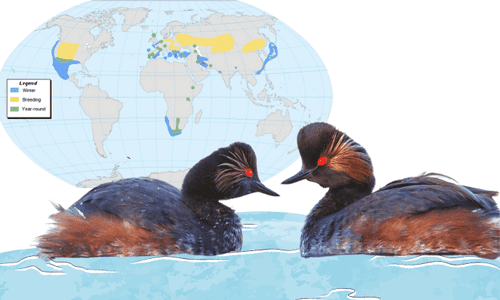 Black-necked-Grebe-of-Order-Podicipediformes