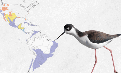 Black-necked-Stilts-of-Order-Charadriiformes