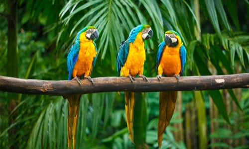 Blue-and-Yellow-Macaw