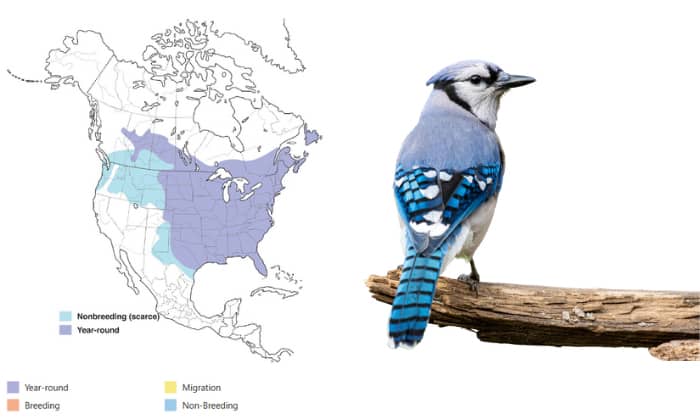 Blue-jay