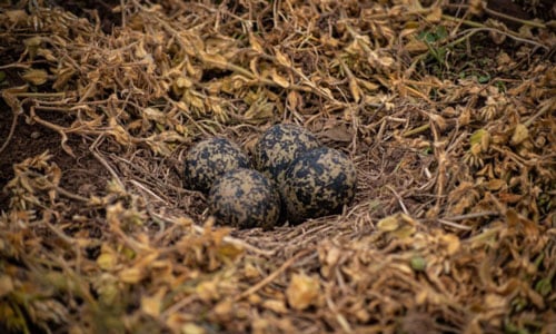 Camouflage-of-Bird-eggs