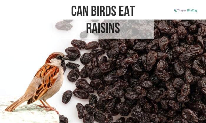 Can Birds Eat Raisins