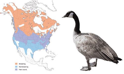 Canada-Goose-of-Order-Anseriformes