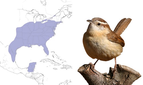 Carolina-Wren-of-Common-Birds-in-Florida