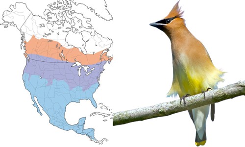 Cedar-Waxwing-of-Common-Birds-in-Florida