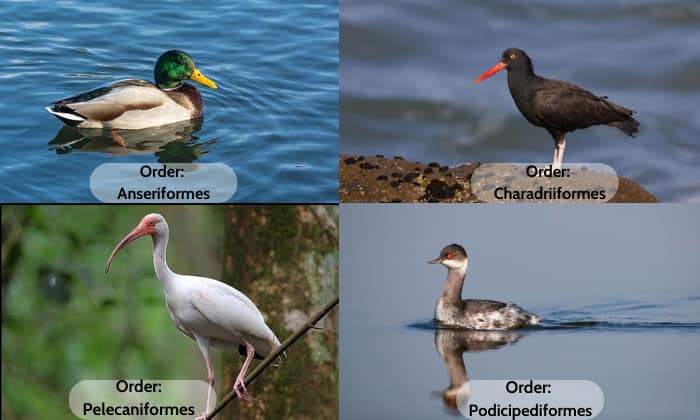 Classification-of-Water-Birds