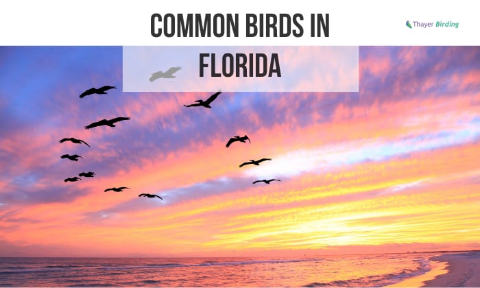 Common Birds in Florida