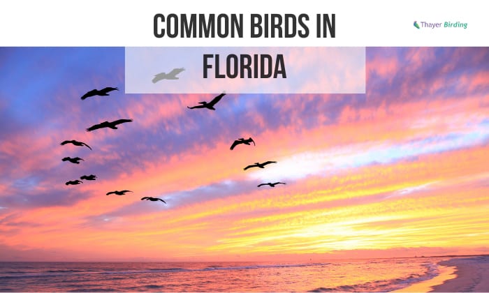 13 Most Common Birds in Florida (w/Pictures)