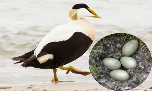 Common-Eider