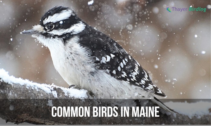 Common bird in Maine