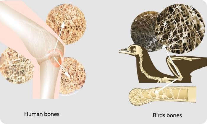 Compare-Birds-bones-and-human-bones