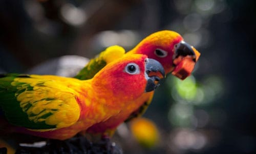 Conical-Shaped-Beaks-of-Bird