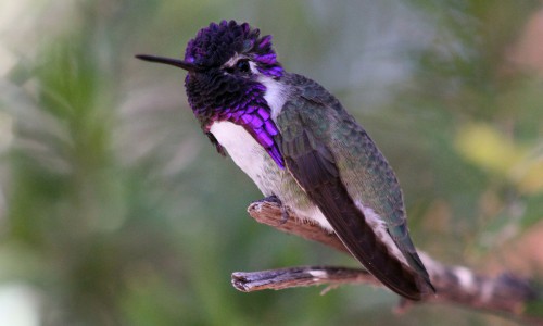 Costa’s-Hummingbird-of-purple-bird