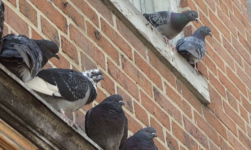 Deter-pigeons-from-roosting-and-nesting-on-your-property