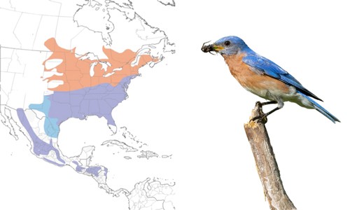 Eastern-Bluebird-of-Common-Birds-in-Florida
