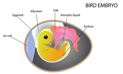 Eggshell-Thickness-of-bird