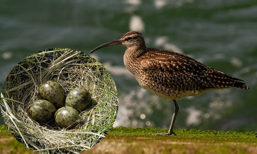 Eurasian-Whimbrel