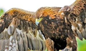 Falcons-Birds-of-Prey