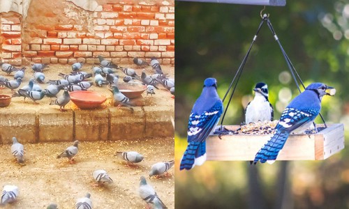 Feed-the-pigeons-in-a-different-area