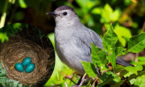 Gray-Catbird