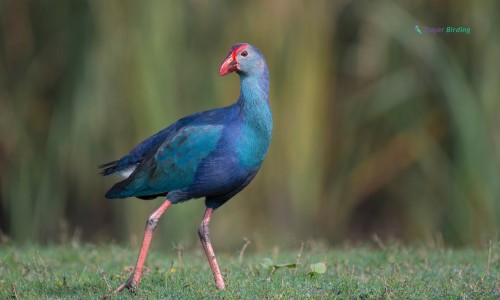 Gray-Headed-Swamphen-of-purple-bird