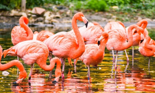 Greater-Flamingo