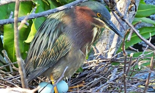 Green-Heron