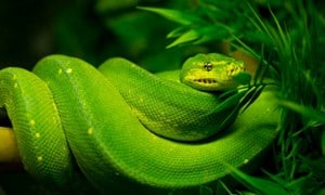 Green-Mamba