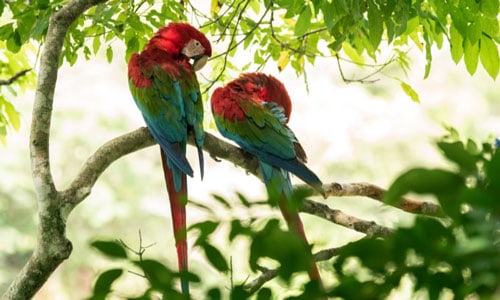 Green-winged-Macaw