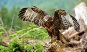 Hawks-Birds-of-Prey