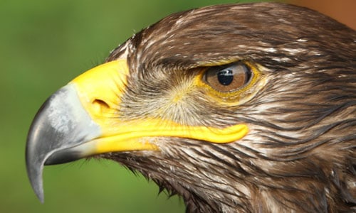 Hooked-Beaks-of-Bird