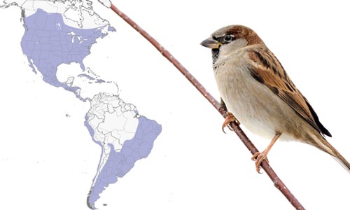 House-Sparrow-of-Common-Birds-in-Florida