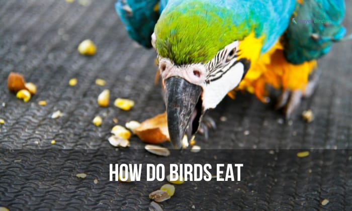 How Do Birds Eat