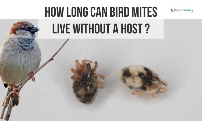 How Long Can Bird Mites Live Without a Host?