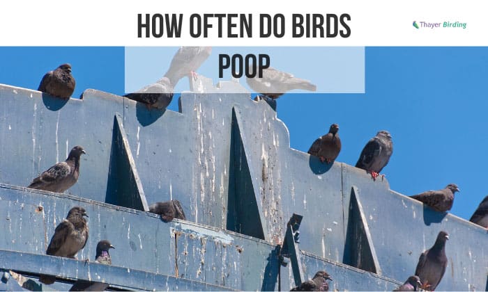 How Often Do Birds Poop