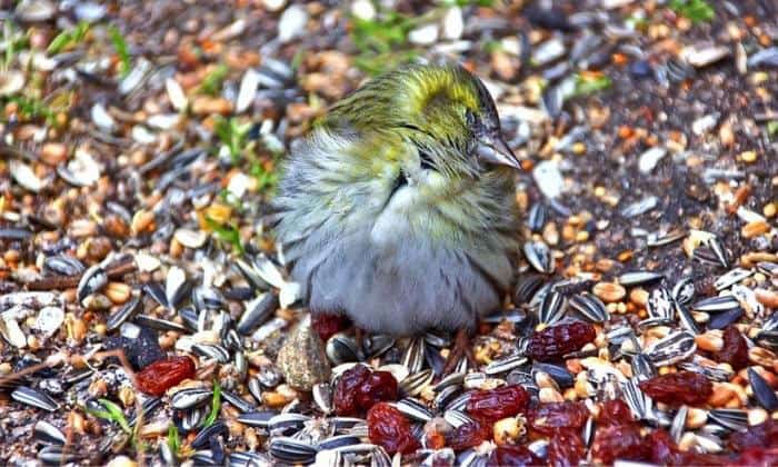 How-To-Feed-Raisins-To-Birds-Safely