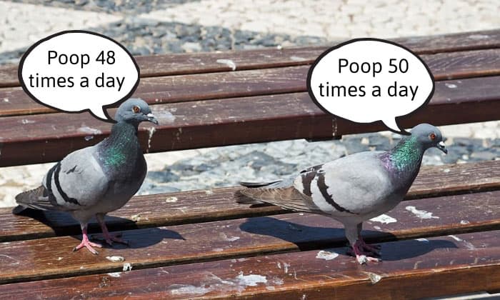 How-many-times-do-birds-poop-a-day