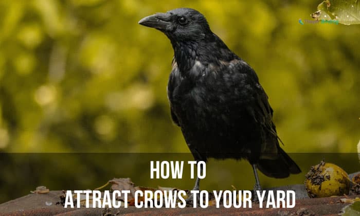 How to Attract Crows to Your Yard