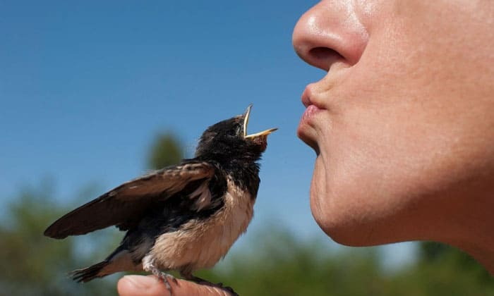 How-to-Interact-with-Birds-Safely