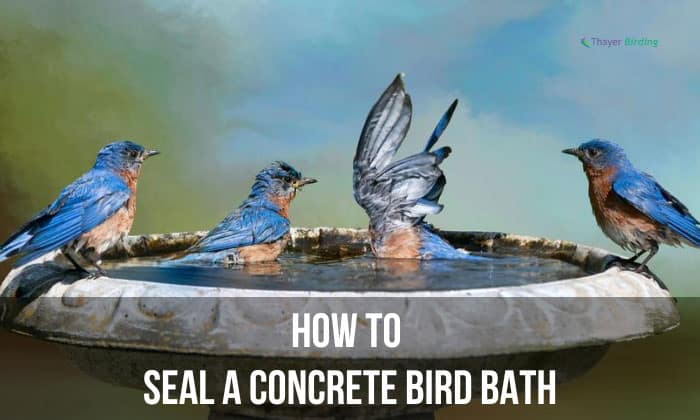 How to Seal a Concrete Bird Bath