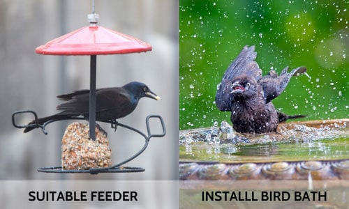 Install-a-Crow-Suitable-Feeder-and-Bird-Bath