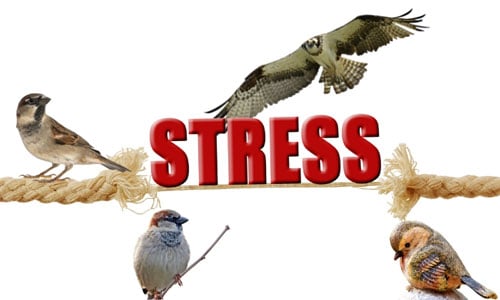 It-can-cause-stress-to-the-bird